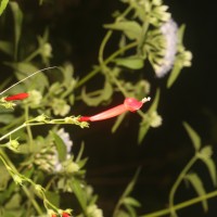 Ipomoea hederifolia L.